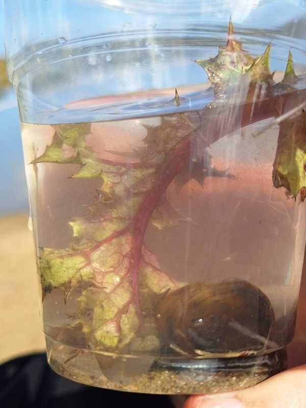 WasserBlatt mit Schnecke